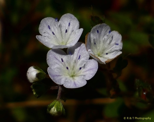 {Phacelia dubia}